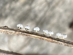 Didymium squamulosum