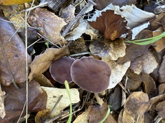 Laccaria amethysteo-occidentalis