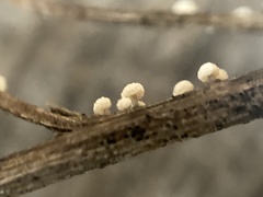 Didymium squamulosum