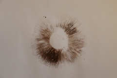Agaricus bisporus