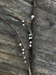 Didymium squamulosum