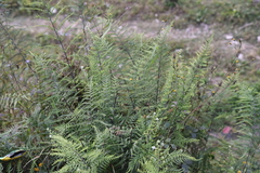 Pityrogramma calomelanos