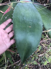 Agave seemanniana