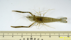 Macrobrachium nipponense