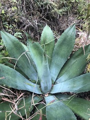 Agave seemanniana