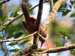 Campylorhynchus zonatus