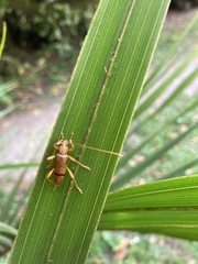 Xuthodes punctipennis