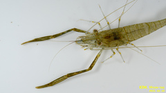 Macrobrachium nipponense