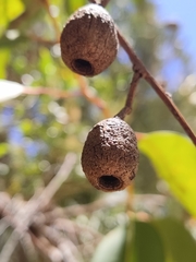Eucalyptus todtiana