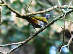 Saltator atriceps