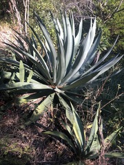 Agave vivipara