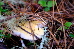 Amanita ocreata