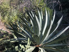Agave vivipara