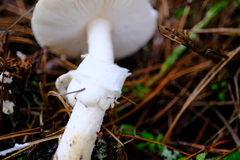 Amanita ocreata