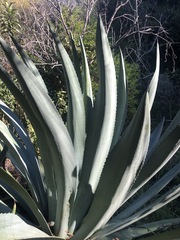 Agave vivipara