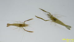 Macrobrachium nipponense