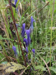 Gentianopsis barbata