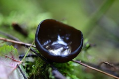 Pseudoplectania nigrella