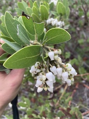 Arctostaphylos insularis