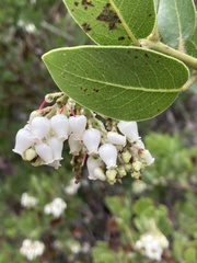 Arctostaphylos insularis