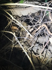 Rieppeleon kerstenii