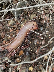 Arctostaphylos insularis
