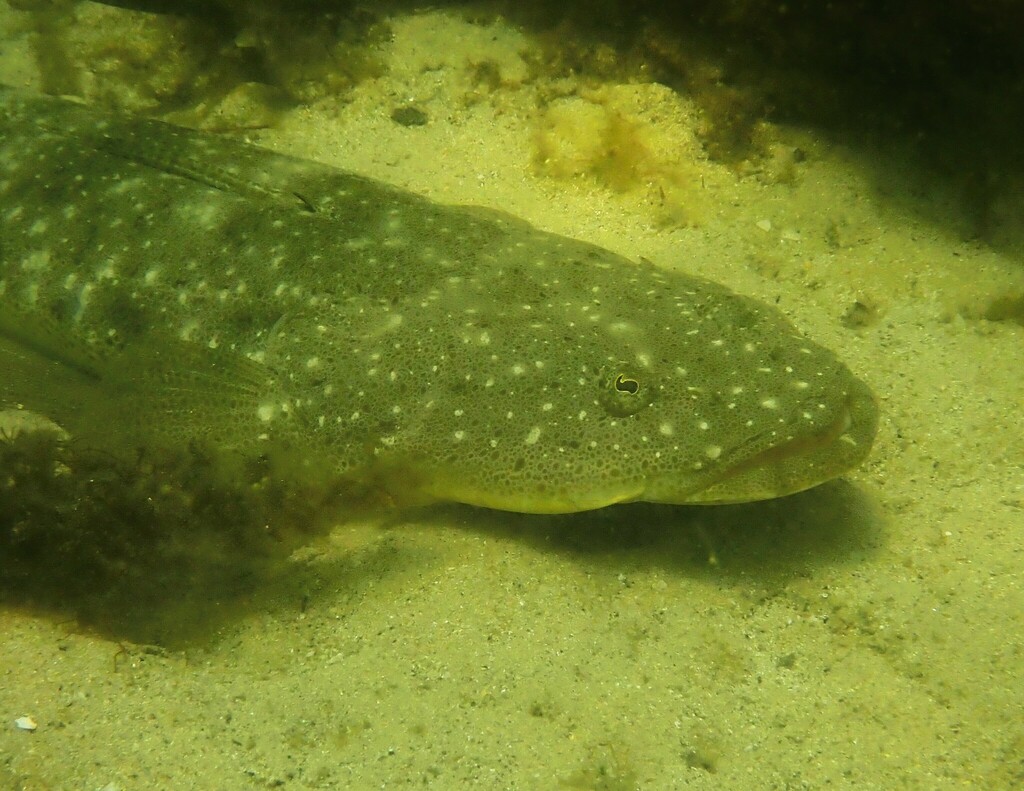 Dusky Flathead from Sydney NSW, Australia on January 02, 2023 at 1244 PM by Harry Rosenthal