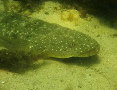 Platycephalus fuscus