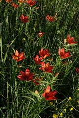 Lilium pensylvanicum