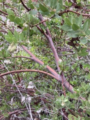 Arctostaphylos insularis