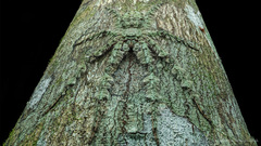 Pandercetes
