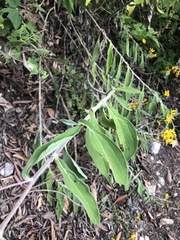 Melampodium divaricatum