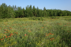 Lilium pensylvanicum
