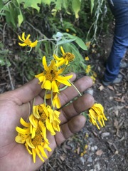 Melampodium divaricatum