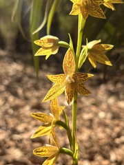 Thelymitra fuscolutea