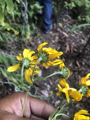 Melampodium divaricatum