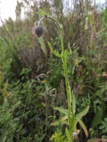 Image of Pendulous Thistle (Cirsium pendulum) by (c) Юлия, some rights reserved (CC BY)