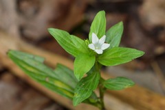Spigelia