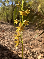 Thelymitra fuscolutea