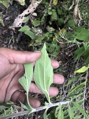 Melampodium divaricatum