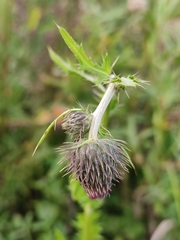 Cirsium pendulum