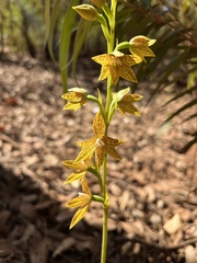 Thelymitra fuscolutea