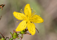 Hypericum perforatum