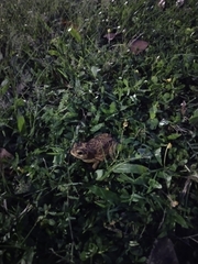 Duttaphrynus melanostictus