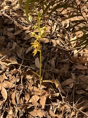 Thelymitra fuscolutea