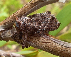 Orthorhinus