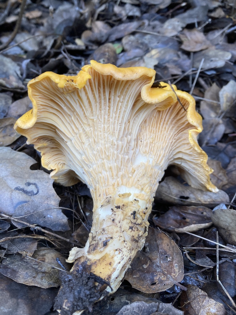 California Golden Chanterelle from Channel Islands National Park, CA, US on January 02, 2023 at
