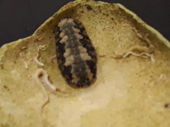 Ischnochiton striolatus