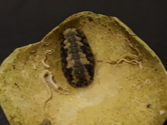 Ischnochiton striolatus