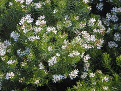Olearia glutinosa